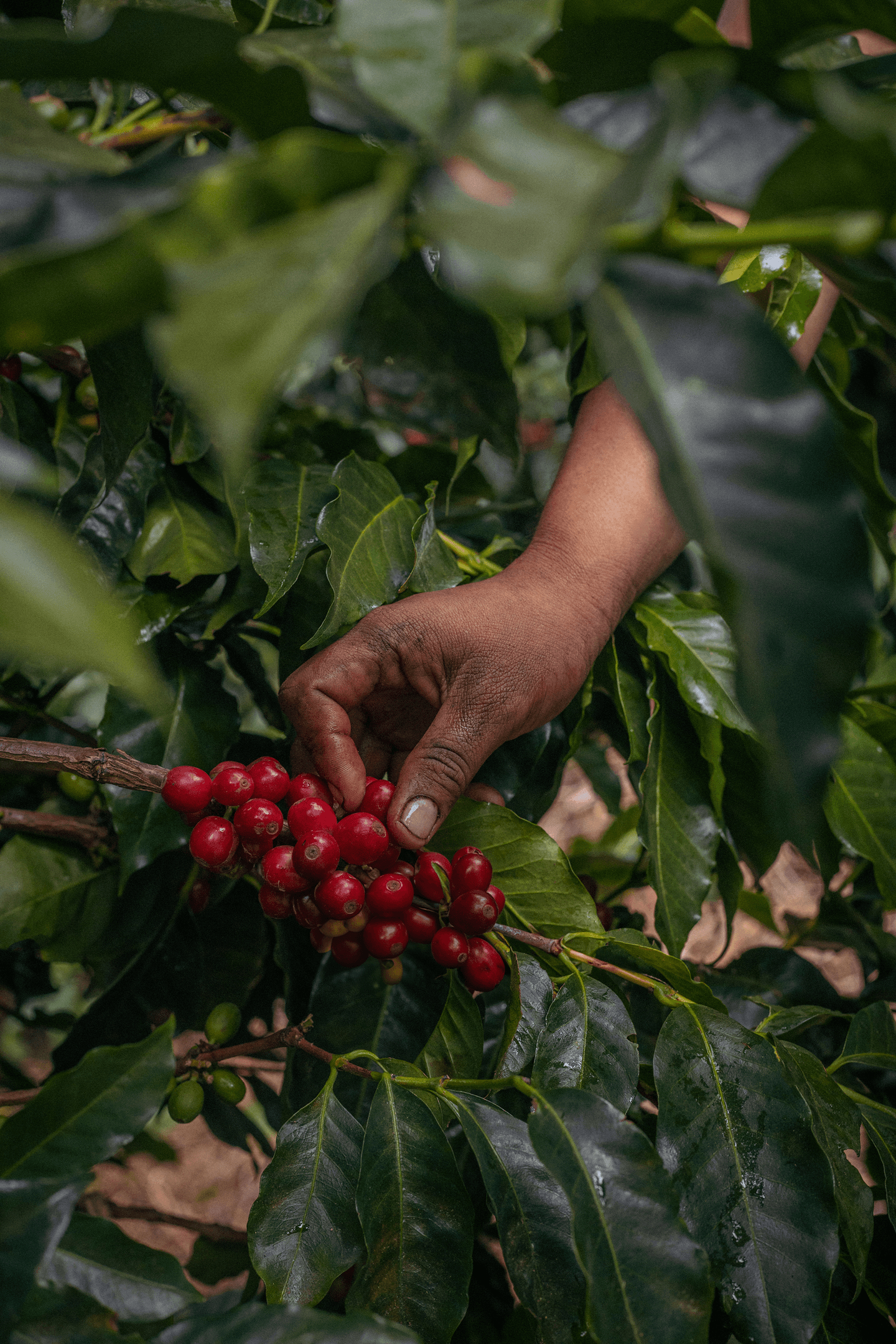 Bambito Estate Coffee — image 1 — 2 — 2