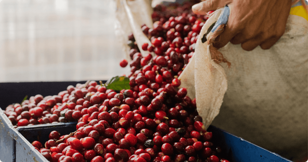 Bambito Estate Coffee — image 1 — 1 — 1